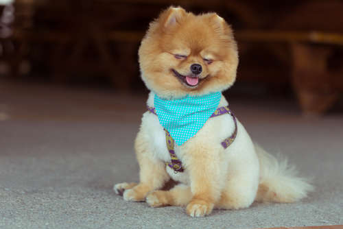 動物,犬,猫,しつけ,飼い方,育て方,病気,健康