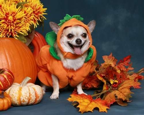 動物,犬,猫,しつけ,飼い方,育て方,病気,健康