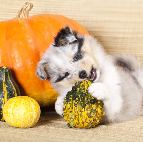 動物,犬,猫,しつけ,飼い方,育て方,病気,健康
