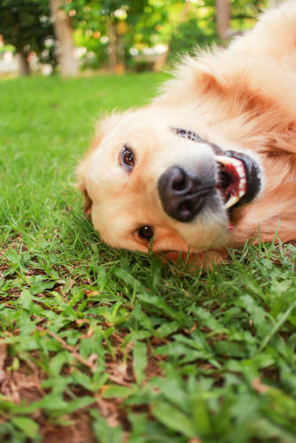 動物,犬,猫,しつけ,飼い方,育て方,病気,健康