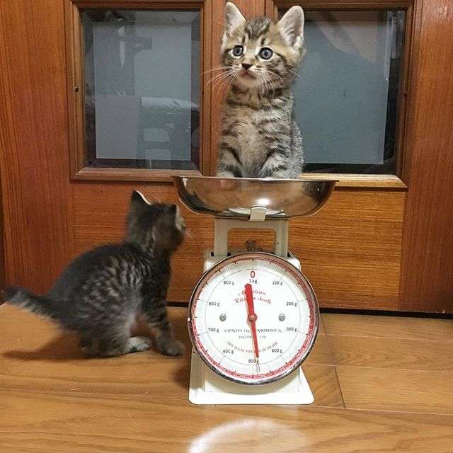 動物,犬,猫,しつけ,飼い方,育て方,病気,健康