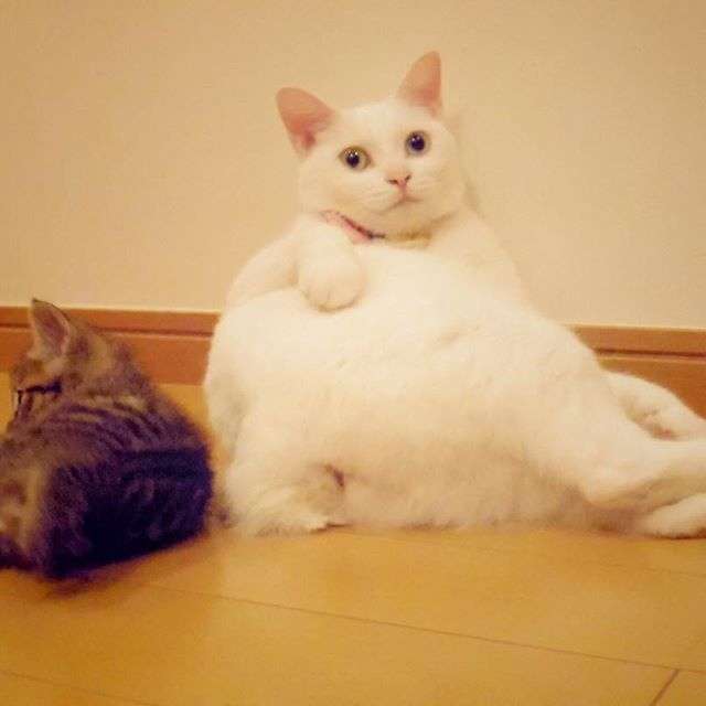 動物,犬,猫,しつけ,飼い方,育て方,病気,健康