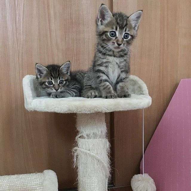 動物,犬,猫,しつけ,飼い方,育て方,病気,健康