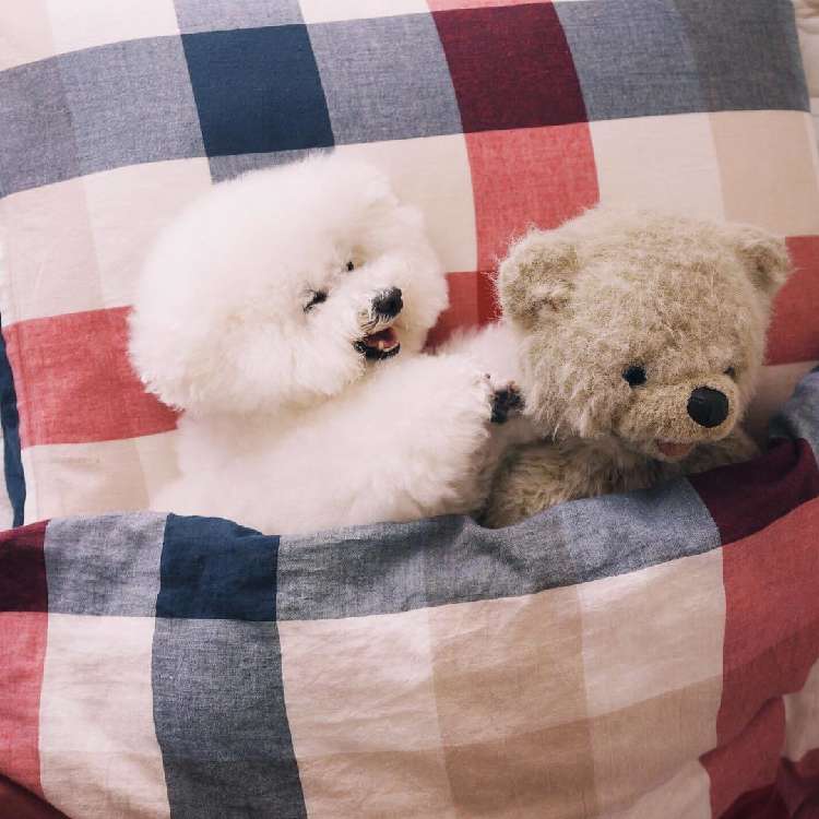 動物,犬,猫,しつけ,飼い方,育て方,病気,健康