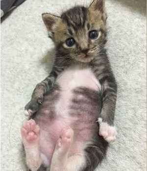 動物,犬,猫,しつけ,飼い方,育て方,病気,健康