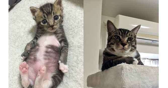 動物,犬,猫,しつけ,飼い方,育て方,病気,健康