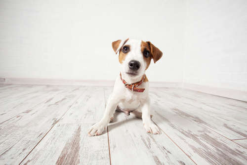 動物,犬,猫,しつけ,飼い方,育て方,病気,健康