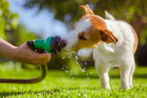 動物,犬,猫,しつけ,飼い方,育て方,病気,健康