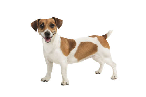 動物,犬,猫,しつけ,飼い方,育て方,病気,健康