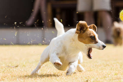 動物,犬,猫,しつけ,飼い方,育て方,病気,健康
