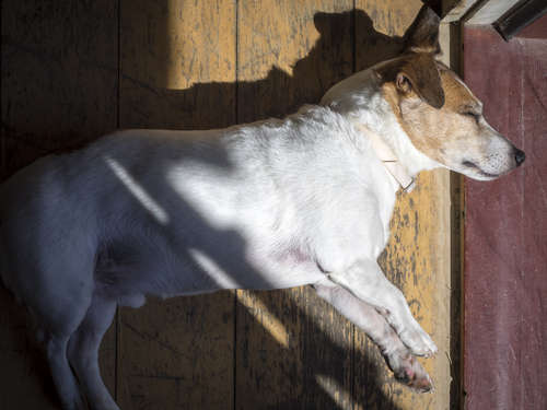 動物,犬,猫,しつけ,飼い方,育て方,病気,健康