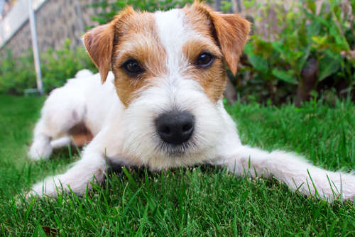 動物,犬,猫,しつけ,飼い方,育て方,病気,健康