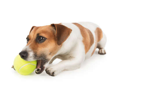動物,犬,猫,しつけ,飼い方,育て方,病気,健康