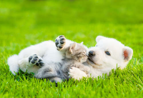 動物,犬,猫,しつけ,飼い方,育て方,病気,健康