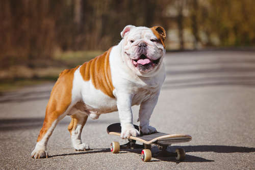 動物,犬,猫,しつけ,飼い方,育て方,病気,健康