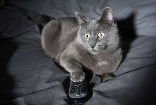 動物,犬,猫,しつけ,飼い方,育て方,病気,健康