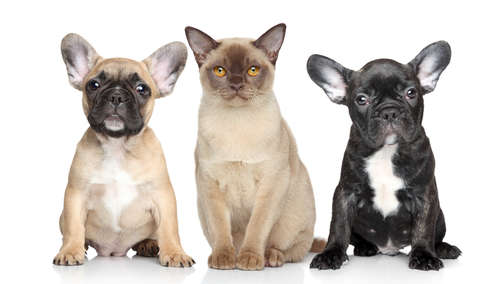 動物,犬,猫,しつけ,飼い方,育て方,病気,健康