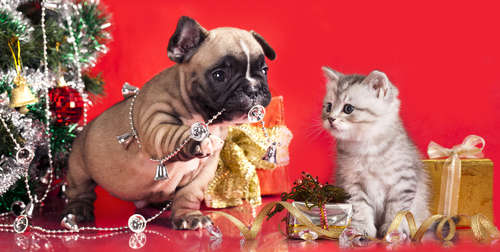 動物,犬,猫,しつけ,飼い方,育て方,病気,健康