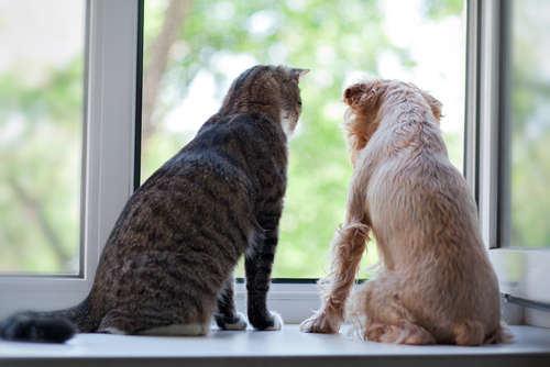 動物,犬,猫,しつけ,飼い方,育て方,病気,健康