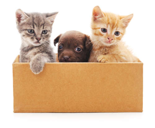 動物,犬,猫,しつけ,飼い方,育て方,病気,健康
