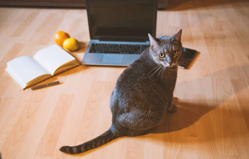 動物,犬,猫,しつけ,飼い方,育て方,病気,健康