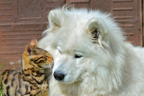 動物,犬,猫,しつけ,飼い方,育て方,病気,健康
