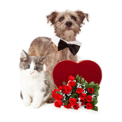 動物,犬,猫,しつけ,飼い方,育て方,病気,健康