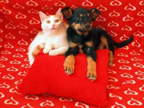 動物,犬,猫,しつけ,飼い方,育て方,病気,健康