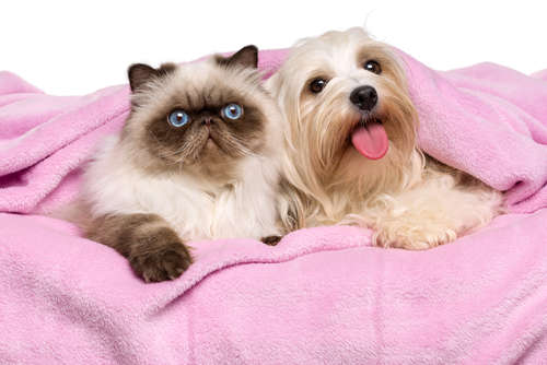 動物,犬,猫,しつけ,飼い方,育て方,病気,健康