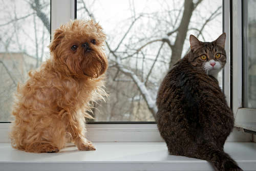 動物,犬,猫,しつけ,飼い方,育て方,病気,健康