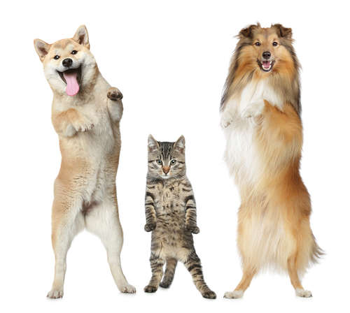 動物,犬,猫,しつけ,飼い方,育て方,病気,健康