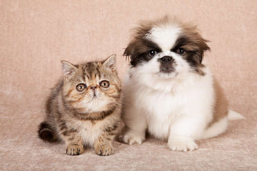 動物,犬,猫,しつけ,飼い方,育て方,病気,健康