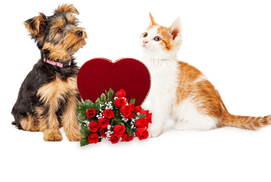 動物,犬,猫,しつけ,飼い方,育て方,病気,健康