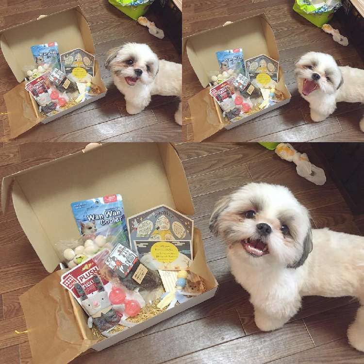 はちちゃん