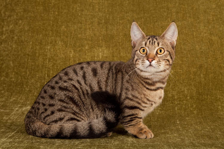 動物,犬,猫,しつけ,飼い方,育て方,病気,健康