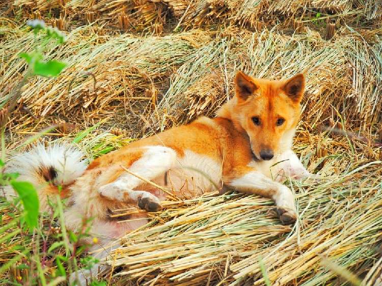 【犬にお米】をあげても大丈夫?