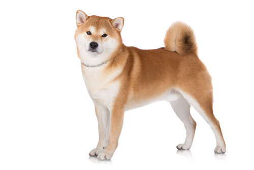 柴犬にも種類があった?種類によって違う体の大きさや顔立ちとは