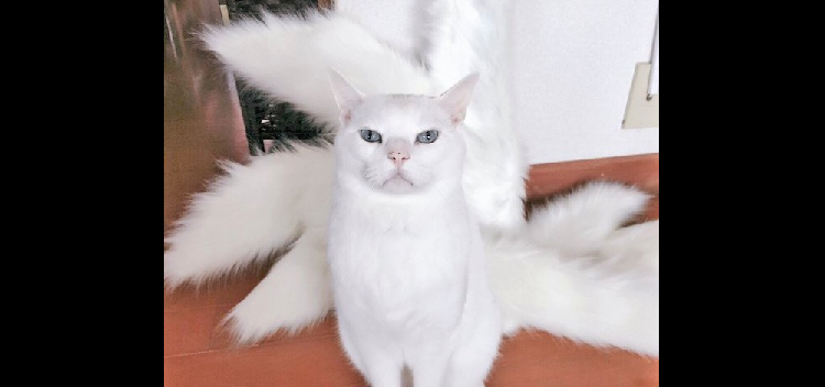 【九尾のニャンコ】コスプレ用衣装の前に猫が座った → あまりに神々しすぎる姿が、話題に! (5枚)