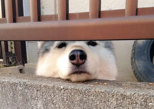 【脱力系おかえり♡】とぼけた表情でお出迎えをするワンコが、カワイイと話題に…(*´ω`*) 3枚