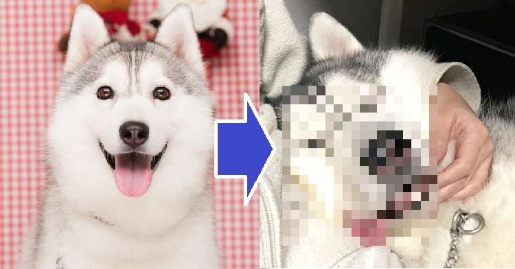 【ハスキーの詐欺写メ♡】盛れてる写真と、盛れてない写真の差が、激しすぎる…(画像4枚)
