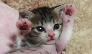 【特技いっぱい♪】生後一週間で保護されたニャンコ、“おはぎちゃん”が可愛すぎるっ(*´∀`*)♡