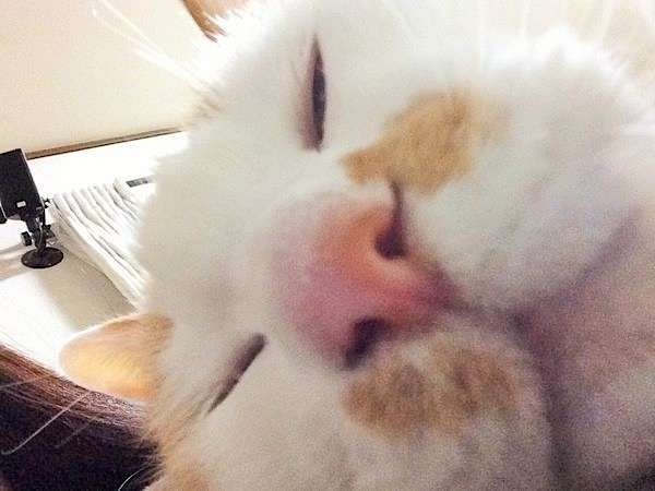 見ているとハッピーになれちゃう、ニャンコたちの “変ニャ顔” あつめました! (13枚)