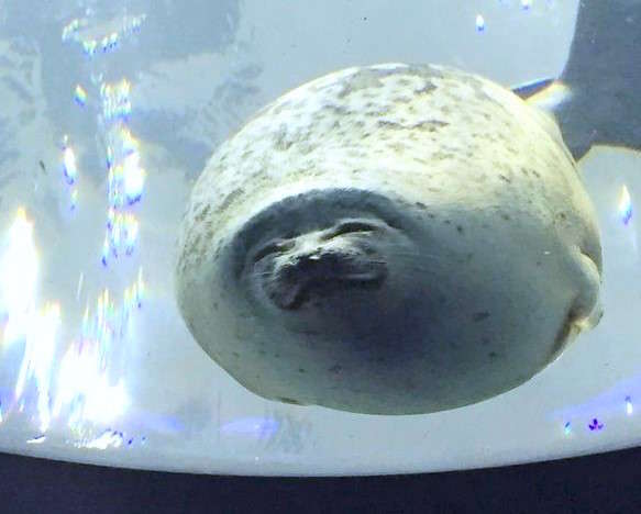 【表情ありすぎッ♡】お客さんを笑顔で出迎える、水族館のアザラシが可愛かった…!(5枚)