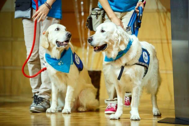 医療現場に癒やしを与える犬たち。日本で二頭だけの「ファシリティドッグ」