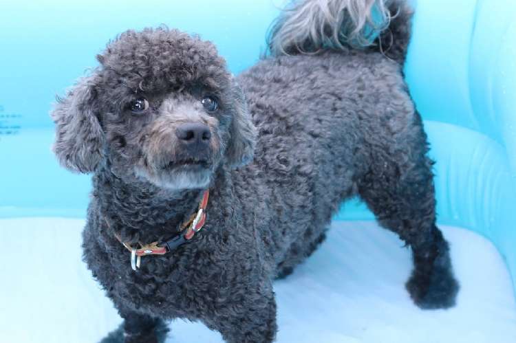 里親になった日にするべきこと【ぼくの人生を変えた保護犬「ウディ」のこと #4】