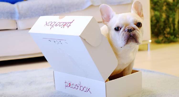 ≪PECOBOX8月号・〆切迫る!≫皆さんの “喜びの声” たーっくさん届いてます(´▽`*)♪