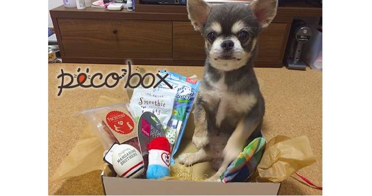 ≪PECOBOX10月号・販売締め切り迫る!≫ワンコと一緒に、運動会だ~っ!いい汗かくぞ☆