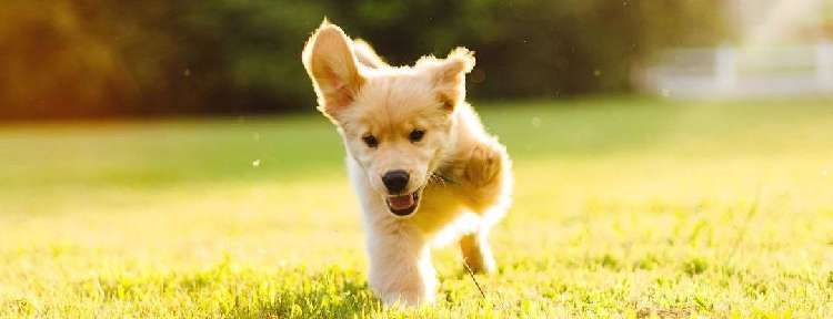 3本脚で生まれた1匹の子犬。彼は、どんなワンコよりもパワフルに生きている!(13枚)