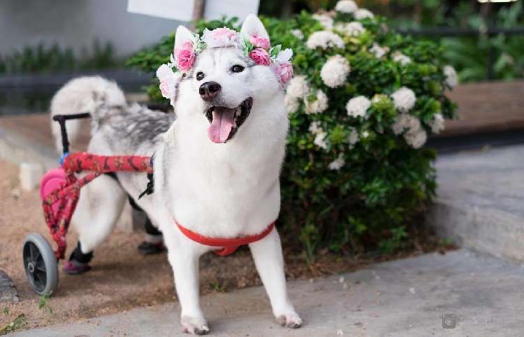【車いすを使ってどこまでも!】立つことのできない難病を抱えて生まれた、ハスキー犬のお話(13枚)