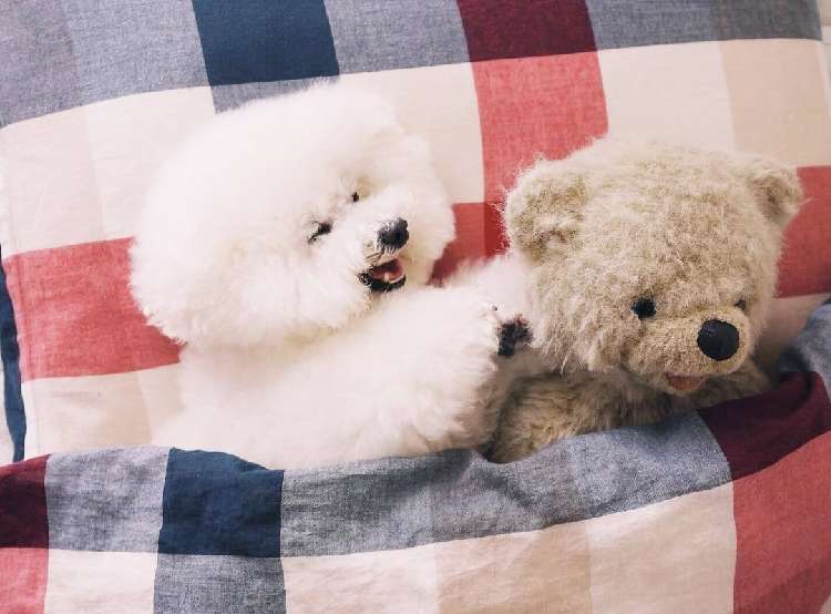 【会話が聞こえてくる♡】クマのぬいぐるみと仲良しなトイプードル、アーニーのほっこり日常(17枚)
